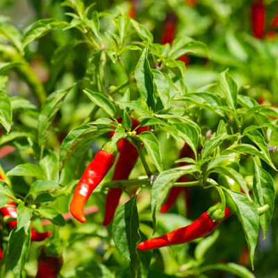 Qualtivate PUAS-8A Cayenne Pepper Chilli Seed(300 per packet)