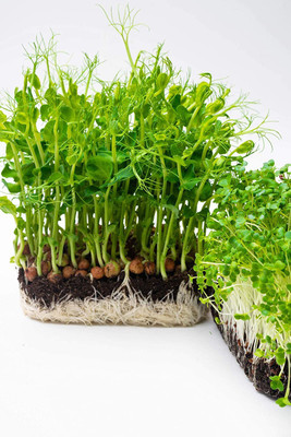 CYBEXIS Microgreens Spicy Micro Salad Leaf Mix Seeds2800 Seeds Seed(2800 per packet)