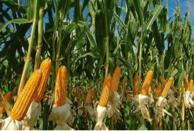 HYBRID 500g corn seeds Highest yield variety early fruiting long bhutta Seed(1 per packet)