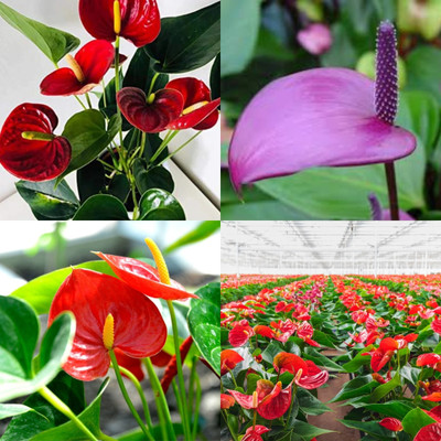 ibains Anthurium seeds for planting 37 Seed(37 per packet)
