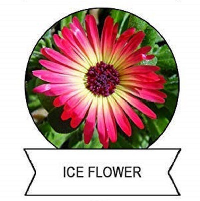 CYBEXIS Ice Flower Flower Seeds-50 Seeds Seed(50 per packet)