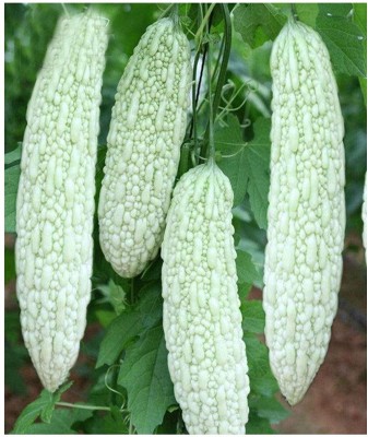 Qualtivate PUA-3A Bitter gourd white chinese F1 variety Seed(50 per packet)