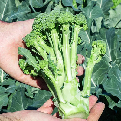 WILLVINE VMR -XIII Asian Chinese Broccoli Seeds [2.5g] Seed(750 per packet)
