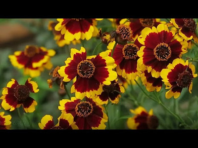 XOLDA Exotic coreopsis Seed(15 per packet)