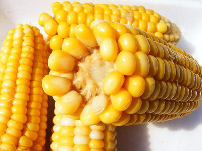 Qualtivate HUA-7A Golden Bantam Corn Sweet Seed(400 per packet)