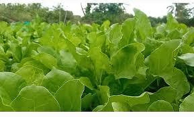 BDSresolve hybrid palak seeds pack of 61 Seed(61 per packet)