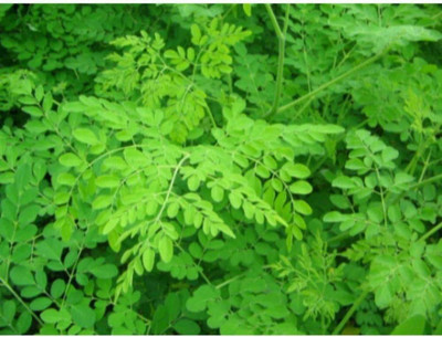 CYBEXIS KGF -20 - Moringa Oleifera Drumstick - (1350 Seeds) Seed(1350 per packet)
