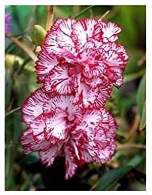 Aywal Dianthus Grenadin Cardinal Flower Seed(10 per packet)