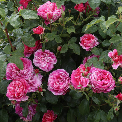 WILLVINE PUAS-98 Raspberry Cream Twirl Climbing Rose Seed(50 per packet)