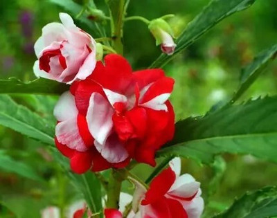 GREENSEA Balsam seeds Seed(240 per packet)