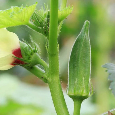 DEYS AGRO Premium Radhika Bhindi Seeds,Fast Germination,Hybrid Variety Seed(115 per packet)