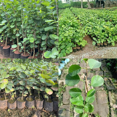 ibains red chandan seeds tree 43 Seed(43 per packet)