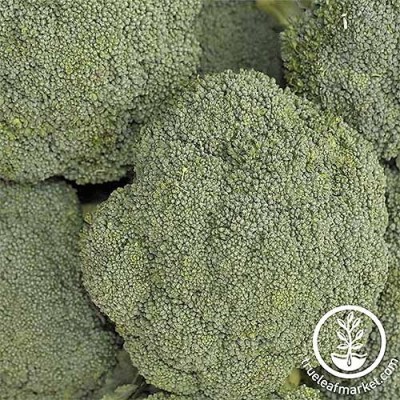 KNESSiN Broccoli Destiny Seed(1250 per packet)