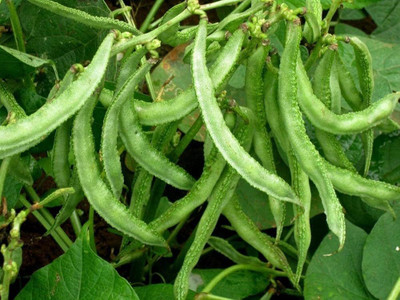 ibains Bean seeds pack of 24 Seed(24 per packet)