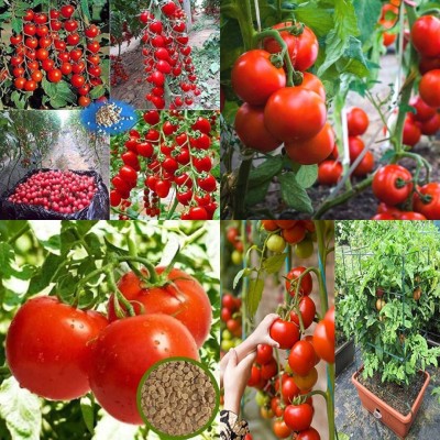 ibains Tomato hybrid seeds pack of 110 Seed(110 per packet)