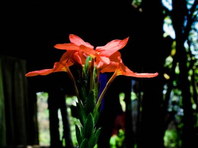 VERDOR kanakambaram-firecracker-crossandra Seed(55 per packet)