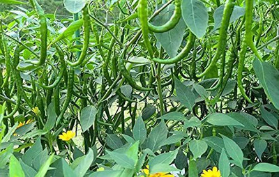KANAYA Green Chilli Seed(525 per packet)