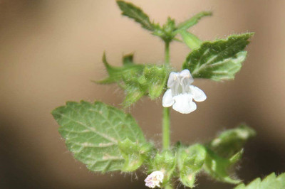 VibeX ATS-50 - Lemon Balm Capricata Citronella - (250 Seeds) Seed(250 per packet)