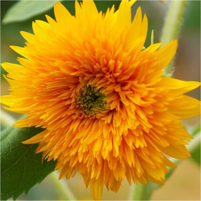 CYBEXIS VVI-55 - Sunflower - (1350 Seeds) Seed(1350 per packet)