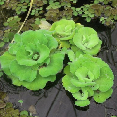the green dotcom Cabbage Seeds Seed(3 per packet)