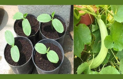 VibeX PUAS-26 - Hybrid Cucumber Kakri - Long Melon - (450 Seeds) Seed(450 per packet)