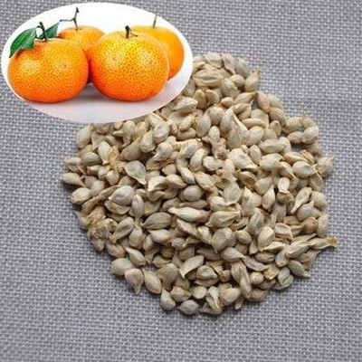 Aywal Orange Fruit Hybrid Seed(35 per packet)