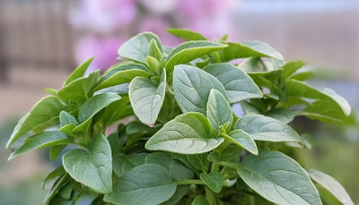 WILLVINE LXI-65 Spicy Globe Basil (ocimum basilicum Minimum) Seed(1000 per packet)