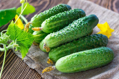 WILLVINE XLL-366 Cucumber Indoors F1 Vine Self-pollinated Seed(200 per packet)
