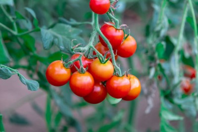 MATABE tomato Seed(95 per packet)