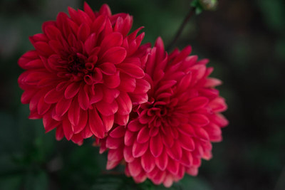 XOLDA Exotic chrysanthemum Seed(15 per packet)