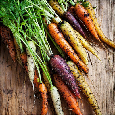 Qualtivate PUAS-1A Rainbow Carrot Seeds Seed(300 per packet)