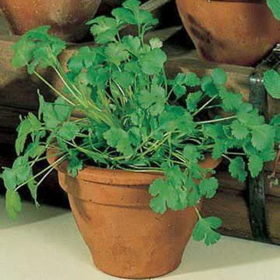 VibeX LXI-73 - Longstanding Cilantro - (750 Seeds) Seed(750 per packet)