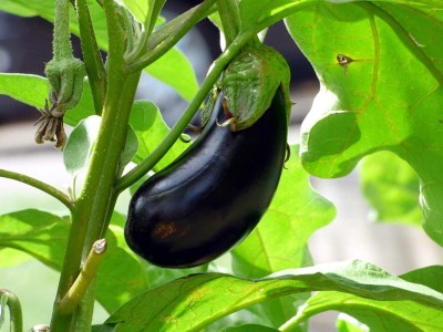 CYBEXIS XL-46 - Brinjal Black Beauty Eggplant - (150 Seeds) Seed(150 per packet)