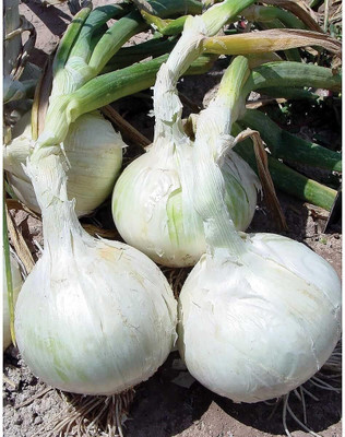 Qualtivate HYB-3A Snowball White Onion Sets Seed(500 per packet)