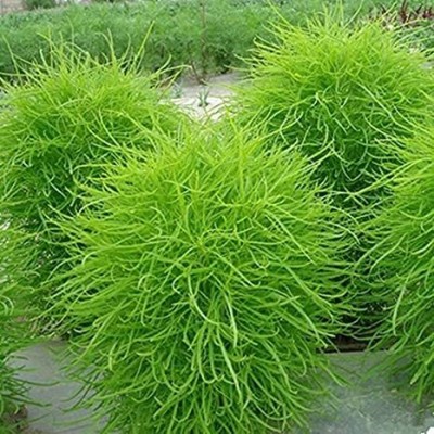 Aywal Kochia Green Color Flower Seeds For Gardening Seed(90 per packet)