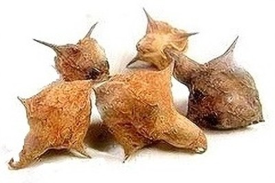 SHYAMKRIPA CREATIONS Gokhru Chota Tribulus Terrestris Seeds - Small Caltrops, Natura Seed(250 g)