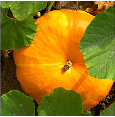 Qualtivate GBPT-7A Desi Pumpkin_Small_Seeds Seed(50 per packet)