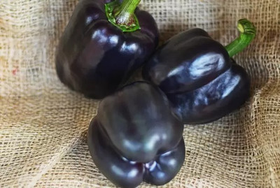 Aro Purple Capsicum, Capsicum, Bell Pepper Seed(11 per packet)