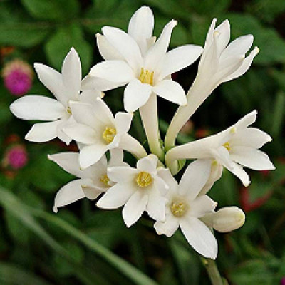 BDSresolve rajanigandha flower bulbs/Tuberose flower seeds 17 Seed(17 per packet)