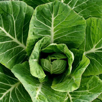 WILLVINE AGRI -XVI Carolina Yellow Cabbage Collard Seeds [50g] Seed(15000 per packet)