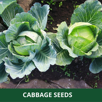 WILLVINE GBPUT -XIII Cabbage Clustered Leaves Seeds [5g] Seed(1500 per packet)
