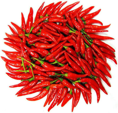 CYBEXIS Hybrid Red Hot Chilli Pepper Seeds1200 Seeds Seed(1200 per packet)