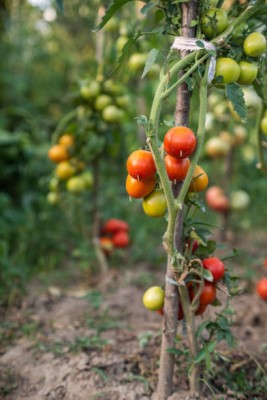 CARIBBEAN tomato Seed(110 per packet)