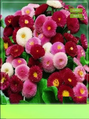 CYBEXIS XLL-1 - Dasiya-pomponent Flower - (60 Seeds) Seed(60 per packet)