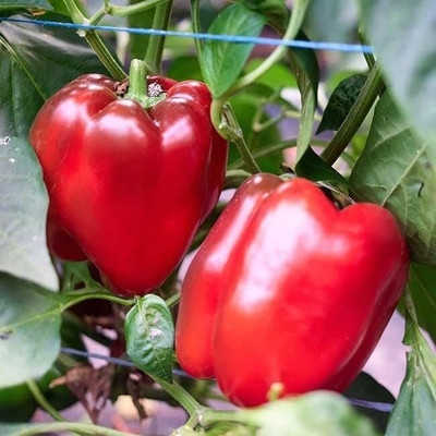 KNESSiN Disease-Resistant Autumn Capsicum Vegetable Seeds for Garden-(50 Seeds) Seed(50 per packet)