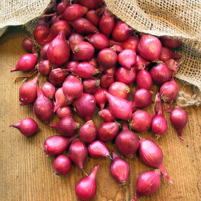 Biosnyg Non GMO Karmen Red Onion Seeds For Kitchen Gardening-(750 Seeds) Seed(750 per packet)