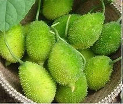 BDSresolve kantola vegetable seeds/kantola seeds 8 Seed(8 per packet)