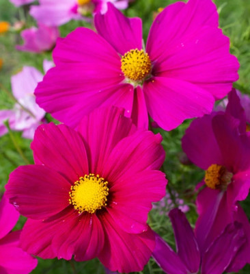 ZIXA Mini Blend Cosmos Seed(20 per packet)
