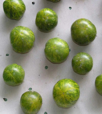 CYBEXIS Zerbra Tomatoes500 Seeds Seed(500 per packet)