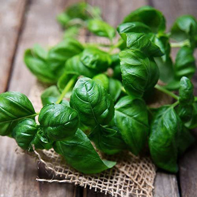 CYBEXIS LX-13 - Genovese Sweet Large Leaf Basil - (4500 Seeds) Seed(4500 per packet)